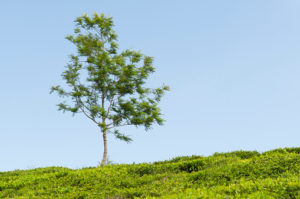 Tea plantation and a tree