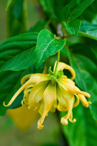 Ylang-Ylang flower on tree