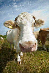 Close-up of cow in pasture against blue sky